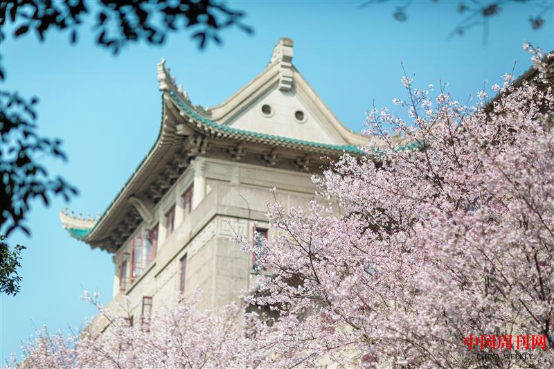 攝圖網_501741850_武漢大學櫻花(企業商用).jpg