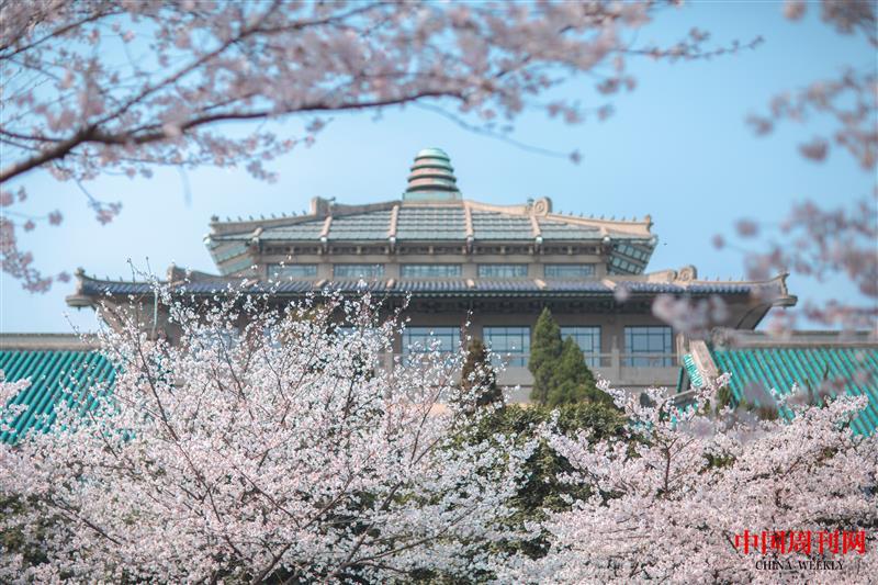 攝圖網_501741853_武漢大學櫻花(企業商用).jpg